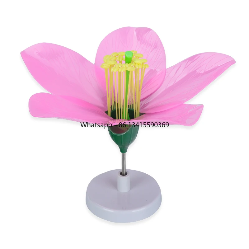 Medical Science Teaching Aids Anatomy Educational Pear Flower Plant Model Biology Teaching Resource Plant Pear Flower Model
Medical Science Teaching Aids Anatomy Educational Pear Flower Plant Model Biology Teaching Resource Plant Pear Flower Model