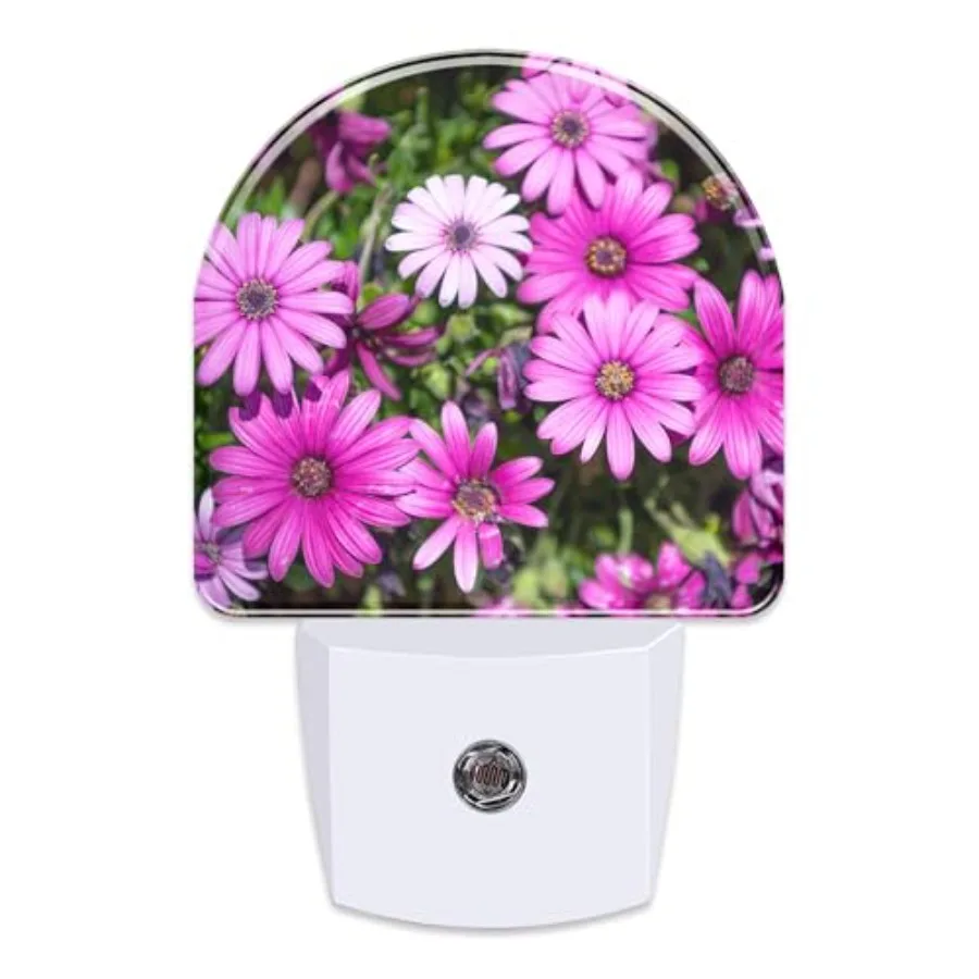 Purple Daisies Flowers Night Light, Beautiful Blooming Daisy Dusk to Dawn Night Light Plug in, 0.5w Energy Saving Sleep Friendl
Purple Daisies Flowers Night Light, Beautiful Blooming Daisy Dusk to Dawn Night Light Plug in, 0.5w Energy Saving Sleep Friendl