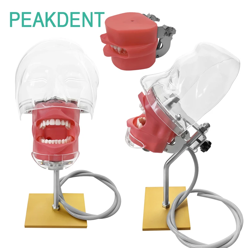 Dental Simplified Head Simulator Model Phantom Model for Student Laboratory Teaching and Training Demonstration
Dental Simplified Head Simulator Model Phantom Model for Student Laboratory Teaching and Training Demonstration
