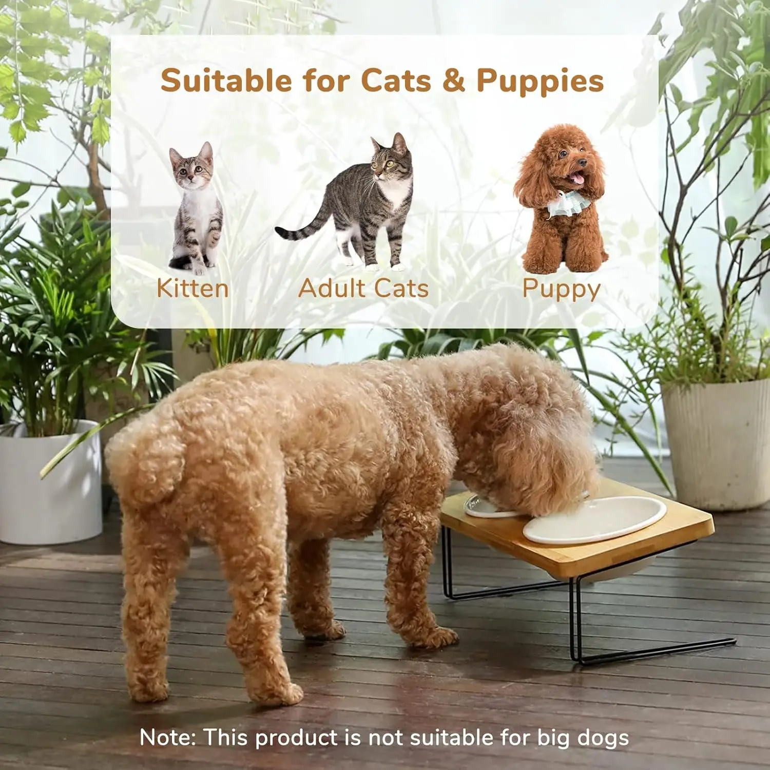 Elevated Cat Ceramic Bowls,15° Tilted Raised Food Feeding Dishes, Dog Solid Bamboo Water Stand Feeder Set for Cats Puppy
Elevated Cat Ceramic Bowls,15° Tilted Raised Food Feeding Dishes, Dog Solid Bamboo Water Stand Feeder Set for Cats Puppy