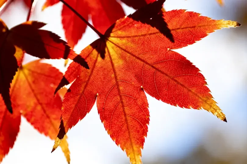 Литиевый аккумулятор 36 В, 30000 мАч, 10S8P, 18650, встроенный BMS мощностью 1000 Вт, подходит для различных резервных устройств для хранения энергии
Литиевый аккумулятор 36 В, 30000 мАч, 10S8P, 18650, встроенный BMS мощностью 1000 Вт, подходит для различных резервных устройств для хранения энергии