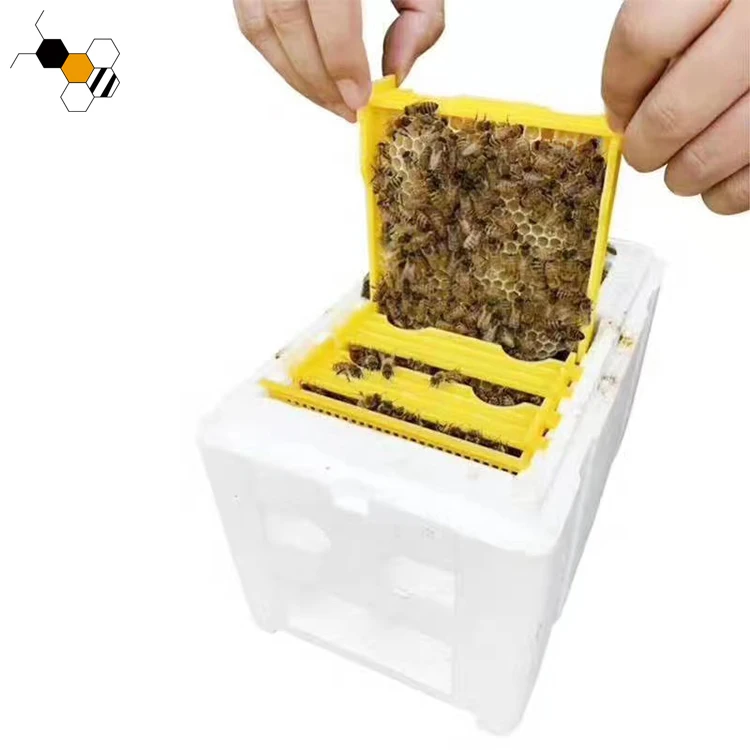 Plastic Mini Nuc Box, Multifunctional Box for Bee, Honey and Queen Bee Mating
Plastic Mini Nuc Box, Multifunctional Box for Bee, Honey and Queen Bee Mating