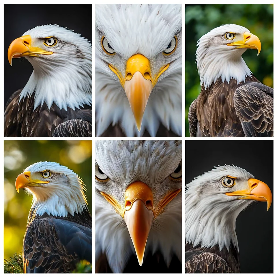 Full Drill Diamond Painting "Animal eagle" DIY Picture Of Rhinestone 5D Diamond Embroidery Cross Stitch Decor
Full Drill Diamond Painting "Animal eagle" DIY Picture Of Rhinestone 5D Diamond Embroidery Cross Stitch Decor