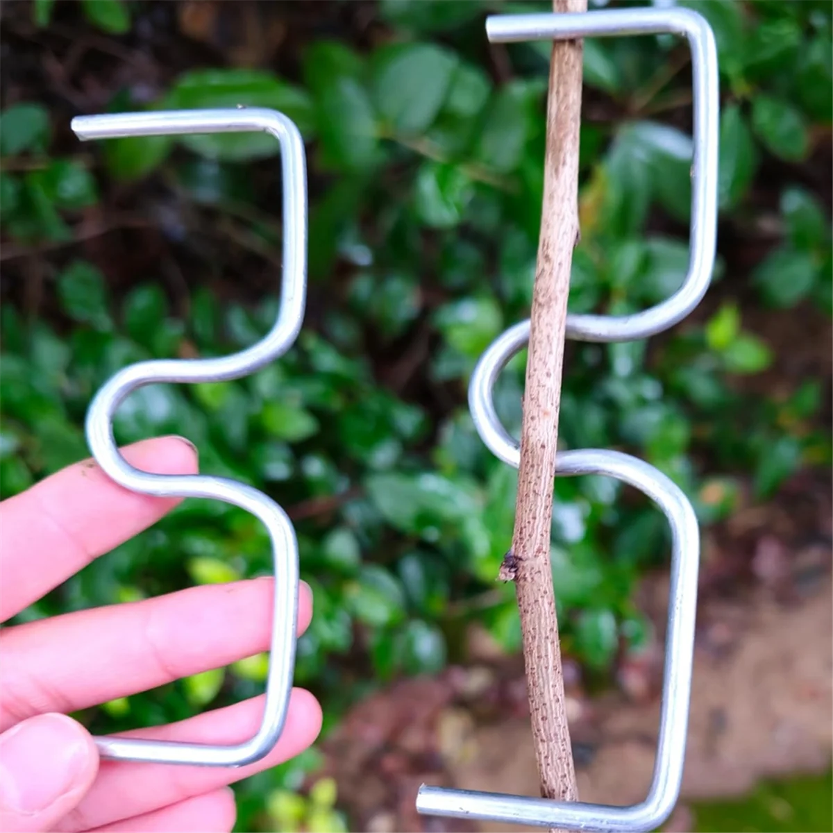 30 Pcs Fruit Tree Branch Puller Tying Machine Farm Tools Plum Tree Open Angle Pull Branch Stereotyped Branch BendingHUG
30 Pcs Fruit Tree Branch Puller Tying Machine Farm Tools Plum Tree Open Angle Pull Branch Stereotyped Branch BendingHUG