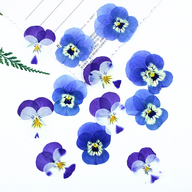60Pcs Natural Plant Specimens of Pansy, Fragrant Pansy, and Horn Pansy Mixed Color Dried Flowers for DIY Handmade Pressed Flower Frames, Bookmarks, Resin Phone Case Materials
60Pcs Natural Plant Specimens of Pansy, Fragrant Pansy, and Horn Pansy Mixed Color Dried Flowers for DIY Handmade Pressed Flower Frames, Bookmarks, Resin Phone Case Materials