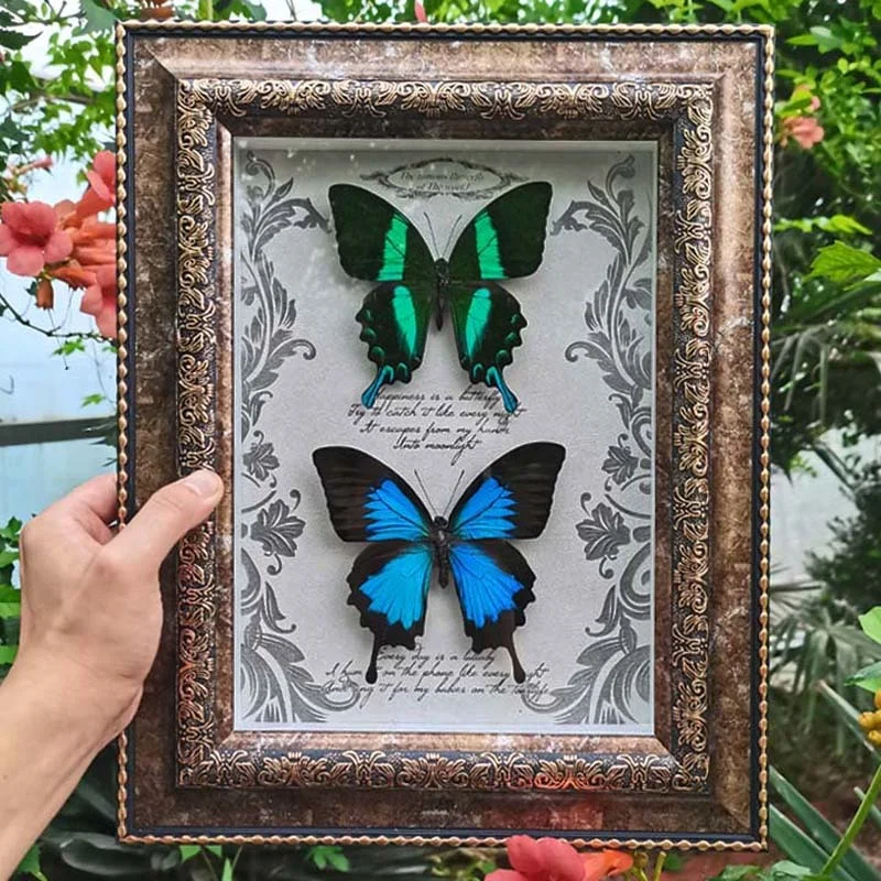 Real butterfly specimen photo frame decoration Valentine's Day Birthday wedding gift home decoration living room decoration
Real butterfly specimen photo frame decoration Valentine's Day Birthday wedding gift home decoration living room decoration