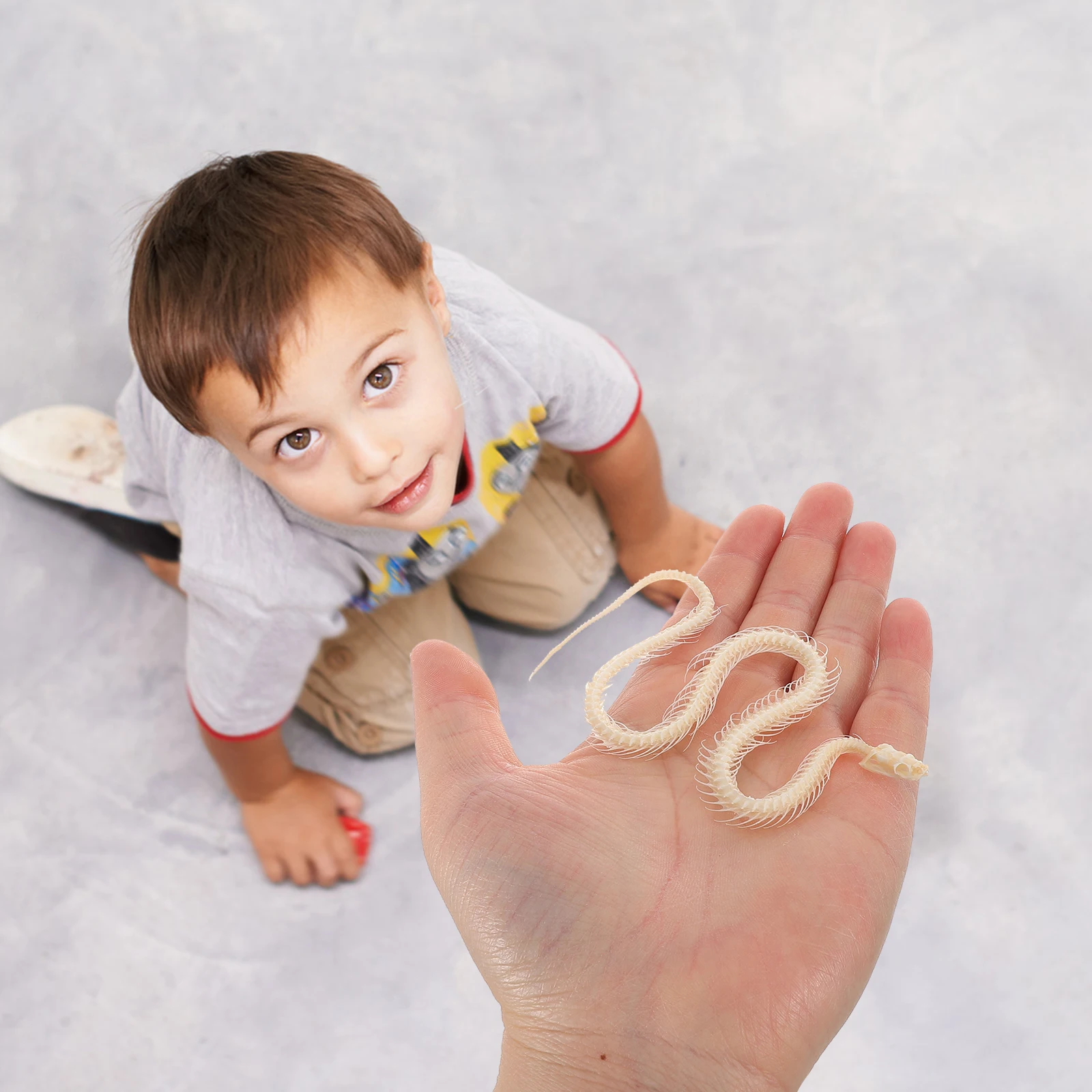 Real Snake Specimen Animal Bone Crafts DIY Decor Kids Science Reptile Anatomy Study Display Educational Tool Building
Real Snake Specimen Animal Bone Crafts DIY Decor Kids Science Reptile Anatomy Study Display Educational Tool Building