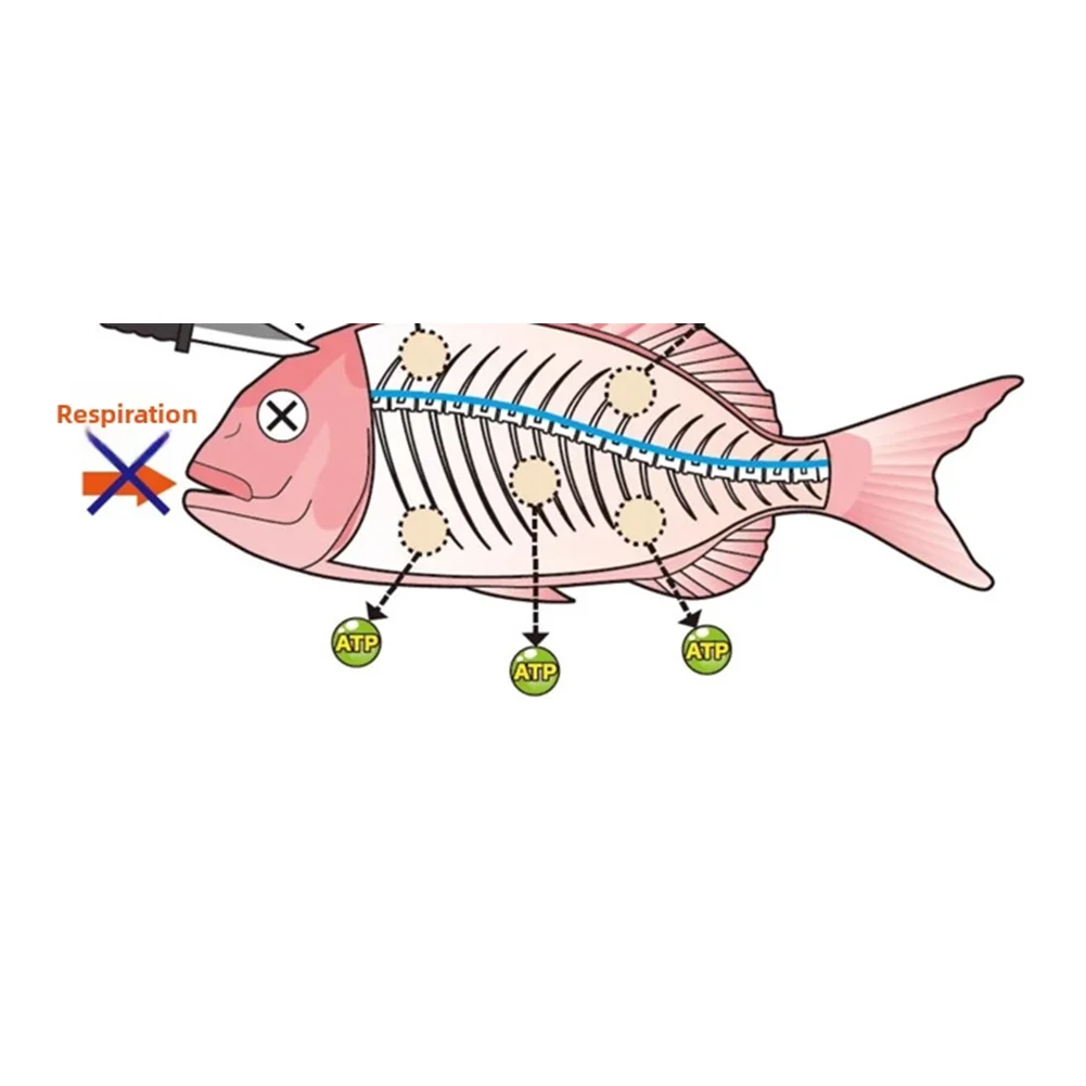 Stainless Steel Ikejime Kit For Large Sea Fish Preservation Humane Catch Processing Tool With Needle And Two Wire Sizes
Stainless Steel Ikejime Kit For Large Sea Fish Preservation Humane Catch Processing Tool With Needle And Two Wire Sizes