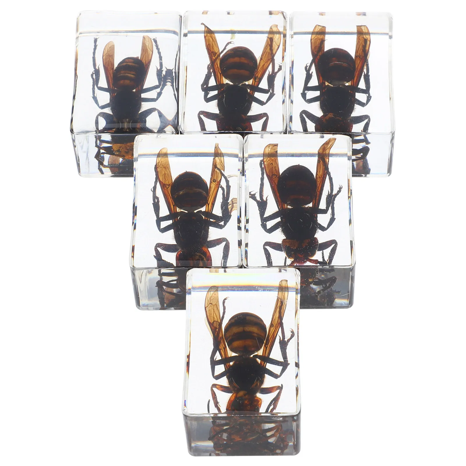6Pcs Resin Bugs Specimens Transparent Epoxy Resin Paperweights for Science Education Biology Teacher Classroom Display Specimens
6Pcs Resin Bugs Specimens Transparent Epoxy Resin Paperweights for Science Education Biology Teacher Classroom Display Specimens