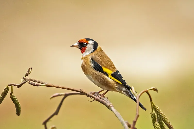 Модуль Flywoo GOKU GM10 V3 GNSS (чип M10050) — сверхточное позиционирование для FPV Drone DIY (повращение дома) 
Модуль Flywoo GOKU GM10 V3 GNSS (чип M10050) — сверхточное позиционирование для FPV Drone DIY (повращение дома)