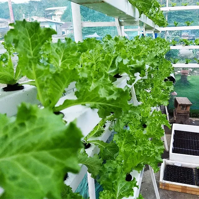 Автоматизированная гидропонная система NFT для вертикального выращивания высокопроизводительного салата в теплицах с компонентом насоса
Автоматизированная гидропонная система NFT для вертикального выращивания высокопроизводительного салата в теплицах с компонентом насоса