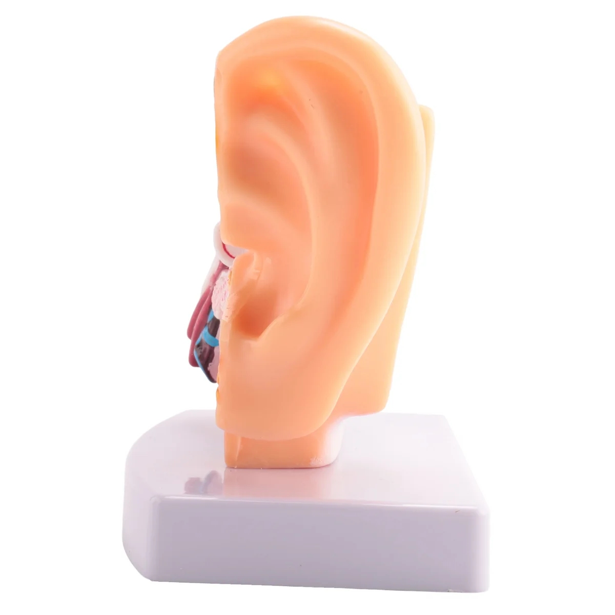 1.5 Times Human Ear Anatomy Model Showing Organs Structure Of the Central and External Ears Teaching Supplies CX
1.5 Times Human Ear Anatomy Model Showing Organs Structure Of the Central and External Ears Teaching Supplies CX