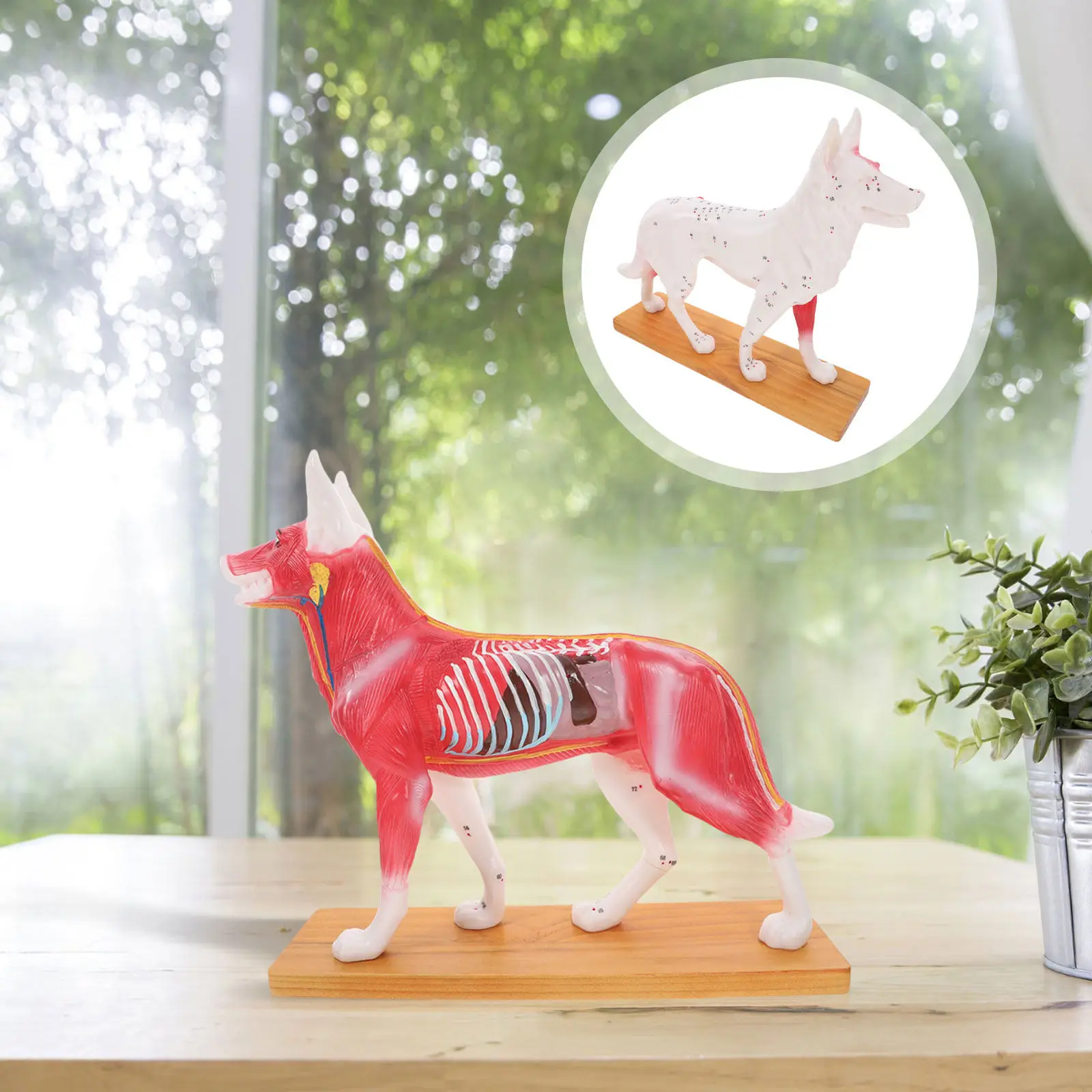 Dog Acupuncture Canine Anatomy Teaching Veterinary Acupuncture Training Tool Bright Colored Detailed Study Tool for School
Dog Acupuncture Canine Anatomy Teaching Veterinary Acupuncture Training Tool Bright Colored Detailed Study Tool for School
