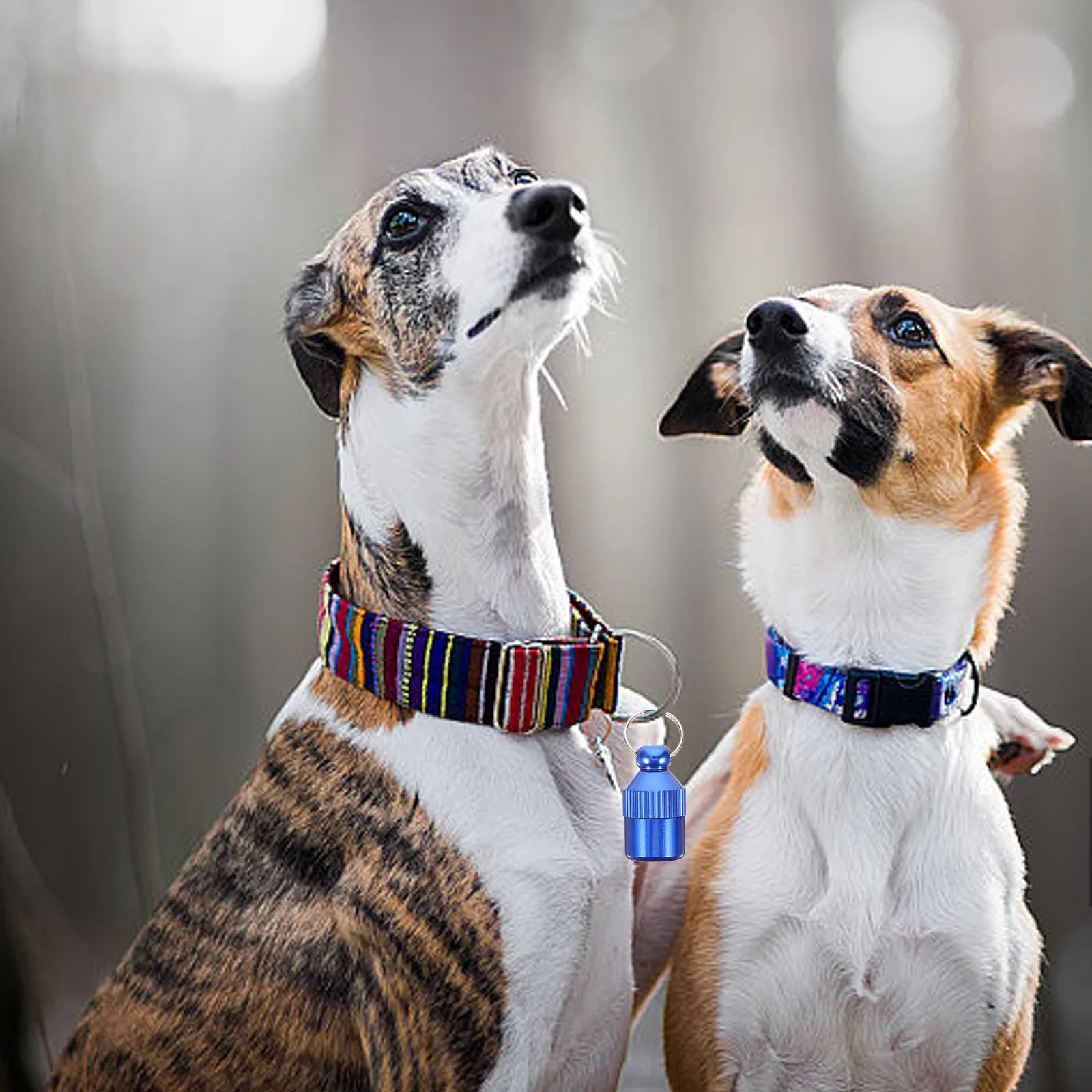 5 Pcs Pet Tags Dog ID Aluminum Alloy Blue Anti-lost Hanging for Puppy Cat Necklace collar Accessories Pet Supplies Dog Leash
5 Pcs Pet Tags Dog ID Aluminum Alloy Blue Anti-lost Hanging for Puppy Cat Necklace collar Accessories Pet Supplies Dog Leash