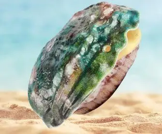 4pcs Press-Type Shooter Kids Outdoor Play Shell Design Spraying Pool Squirter Sturdy Safe Water Shoot Plaything
4pcs Press-Type Shooter Kids Outdoor Play Shell Design Spraying Pool Squirter Sturdy Safe Water Shoot Plaything