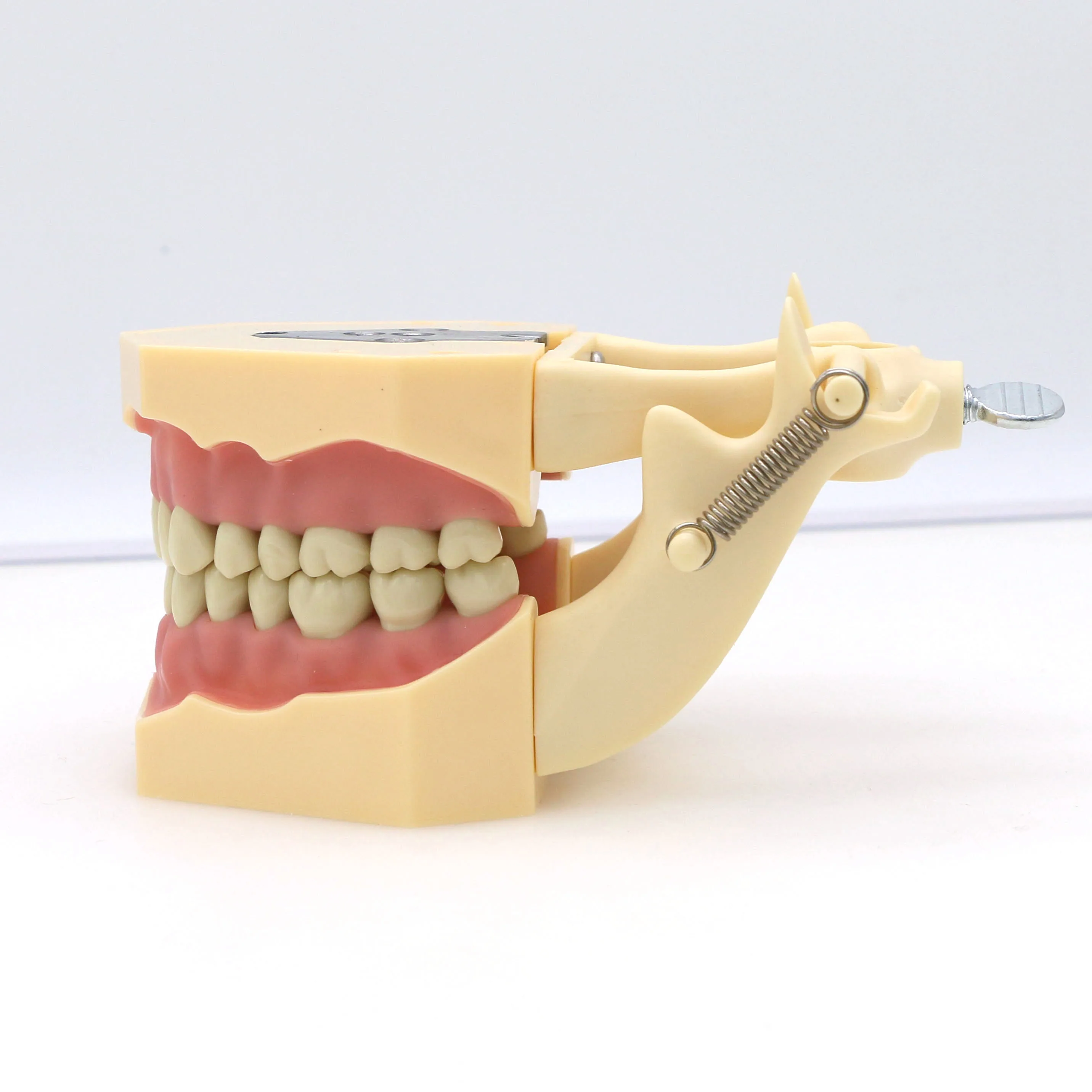 Dental Restorative Typodont Teeth Model Frasaco AG3 Type M8014-2 32Pcs Screw-in Removable Teeth
Dental Restorative Typodont Teeth Model Frasaco AG3 Type M8014-2 32Pcs Screw-in Removable Teeth