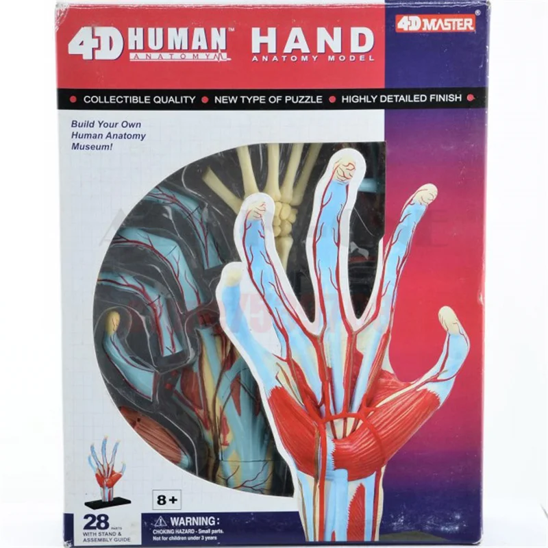 4d Master Human Hand Bone muscle Blood Vessel Skeleton Anatomical Model Puzzle Assembling Body Organ Anatomy Medical Teaching
4d Master Human Hand Bone muscle Blood Vessel Skeleton Anatomical Model Puzzle Assembling Body Organ Anatomy Medical Teaching
