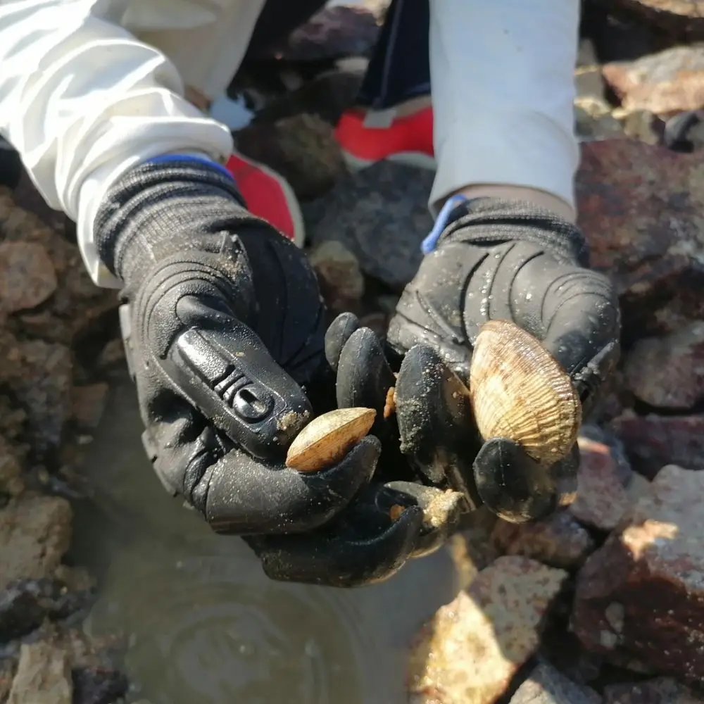 Garden Digging Gloves Clam Digging Tools Gloves Beachcombing Essentials Seashore Exploration Tools Survival Gloves
Garden Digging Gloves Clam Digging Tools Gloves Beachcombing Essentials Seashore Exploration Tools Survival Gloves