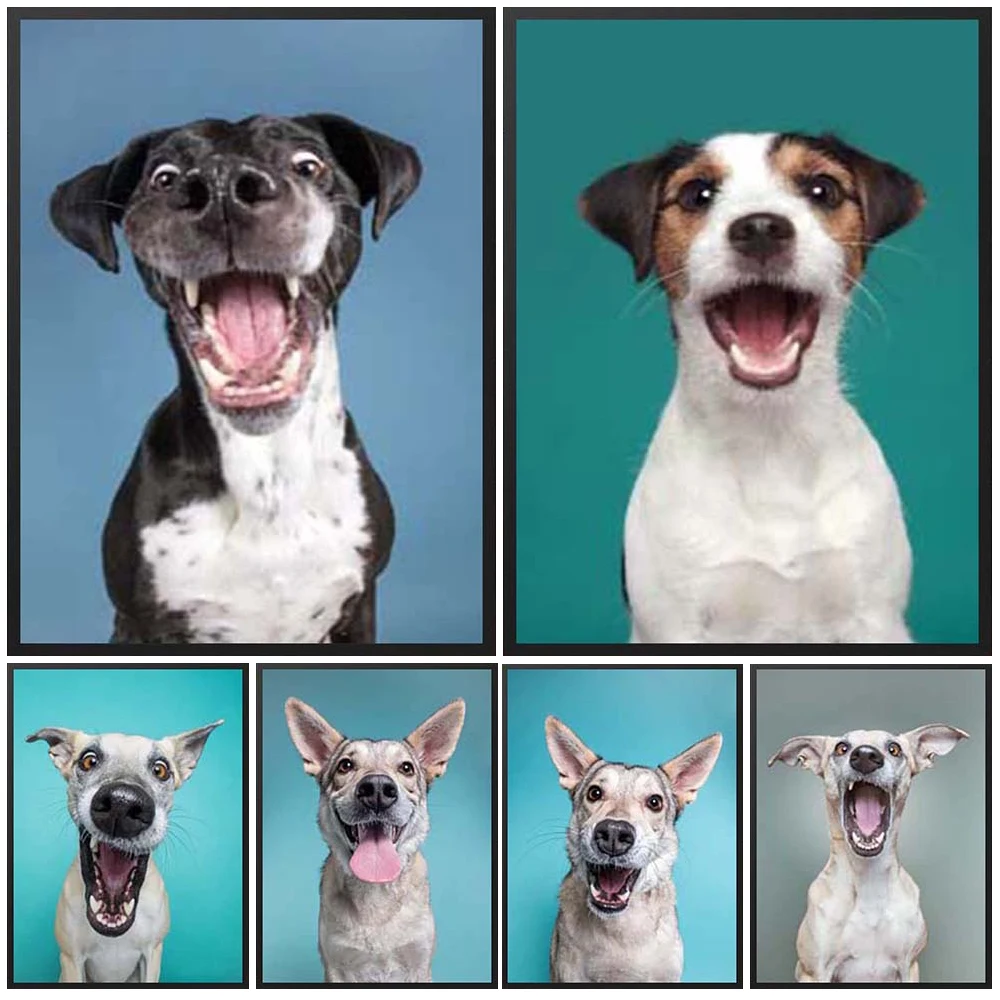 Smile Pet Dog Photos Photography Posters Wall Pictures For Living Room Nordic Poster Wall Art Canvas Painting Decor Unframed
Smile Pet Dog Photos Photography Posters Wall Pictures For Living Room Nordic Poster Wall Art Canvas Painting Decor Unframed