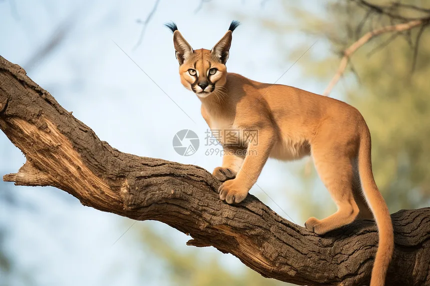 103mm RC Wheel Hub & Tire Set for ARRMA 1/7 INFRACTION/LIMITLESS F1/OUTCAST 6S BLX RC Car Upgrade Parts (17mm Hex Adapter)
103mm RC Wheel Hub & Tire Set for ARRMA 1/7 INFRACTION/LIMITLESS F1/OUTCAST 6S BLX RC Car Upgrade Parts (17mm Hex Adapter)