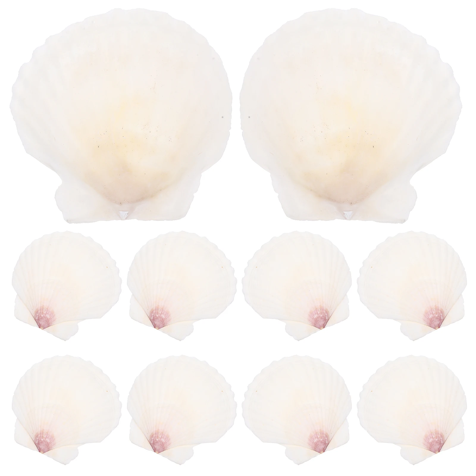 10 Pcs White Scallop Shells 7 8 Cm Craft Set Home Decor DIY Handicraft Accessories Seashell Embellishment Garden Statue
10 Pcs White Scallop Shells 7 8 Cm Craft Set Home Decor DIY Handicraft Accessories Seashell Embellishment Garden Statue