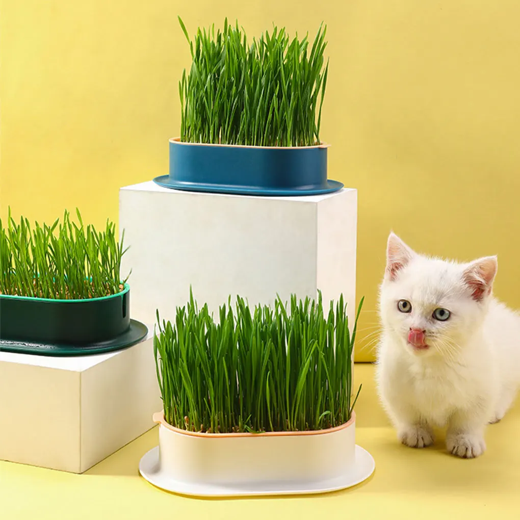 ABS Healthy And Hygienic Cat Grass Planter Designed For Easy Wide Application Cat Grass Planter Tray 
ABS Healthy And Hygienic Cat Grass Planter Designed For Easy Wide Application Cat Grass Planter Tray