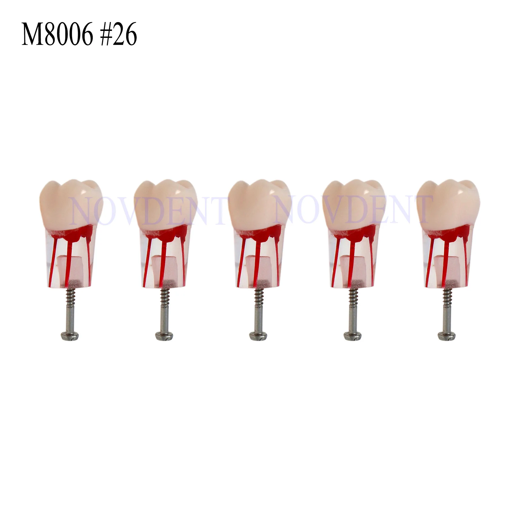 5Pcs Dental RCT Typodont Model Endo Roots Canal Teeth Model Study Practice M8006 #26
5Pcs Dental RCT Typodont Model Endo Roots Canal Teeth Model Study Practice M8006 #26