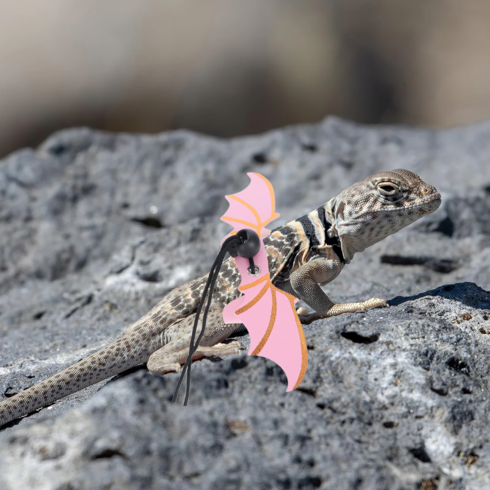 Pet Leash Adjustable Reptile Harness Animal Dragon Lizard Small for Bearded Crawl Gecko Harnesses 
Pet Leash Adjustable Reptile Harness Animal Dragon Lizard Small for Bearded Crawl Gecko Harnesses