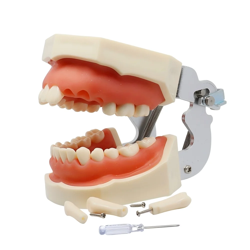 Comprehensive Collection Oral Dental Models Assisted Communication Tools Dental Model for Effective Interaction
Comprehensive Collection Oral Dental Models Assisted Communication Tools Dental Model for Effective Interaction