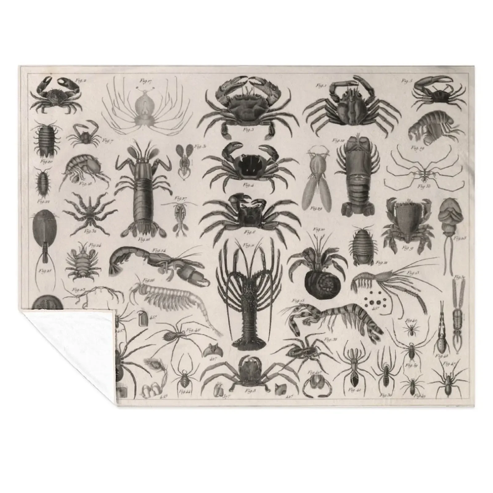 1857 Diagram Zoology: Animals including Crustaceans. Throw Blanket Thermal anime Polar Hair Blankets 
1857 Diagram Zoology: Animals including Crustaceans. Throw Blanket Thermal anime Polar Hair Blankets