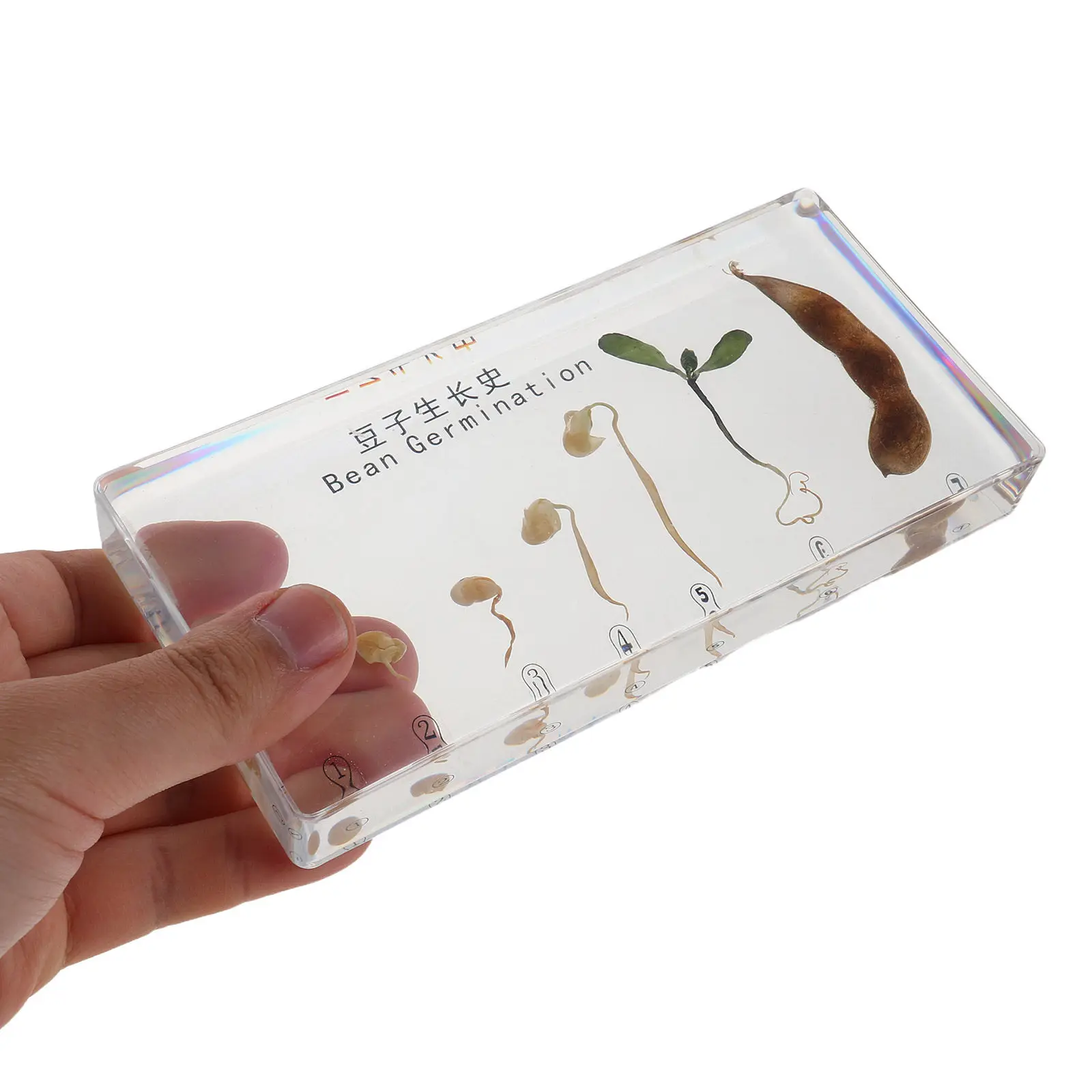 Beans Growth Cycle Specimens Realistic Educational Desktop Ornament Science Classroom Teaching Resources Beans Model
Beans Growth Cycle Specimens Realistic Educational Desktop Ornament Science Classroom Teaching Resources Beans Model