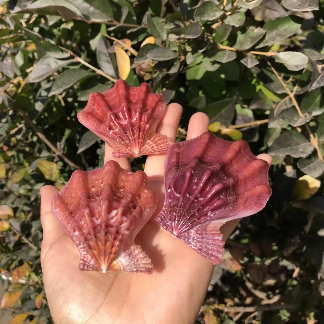 Natural Conch Shell, Hokkaido Scallop Specimen, Aquarium Scaping, Gift, Home Decoration Ornament
Natural Conch Shell, Hokkaido Scallop Specimen, Aquarium Scaping, Gift, Home Decoration Ornament