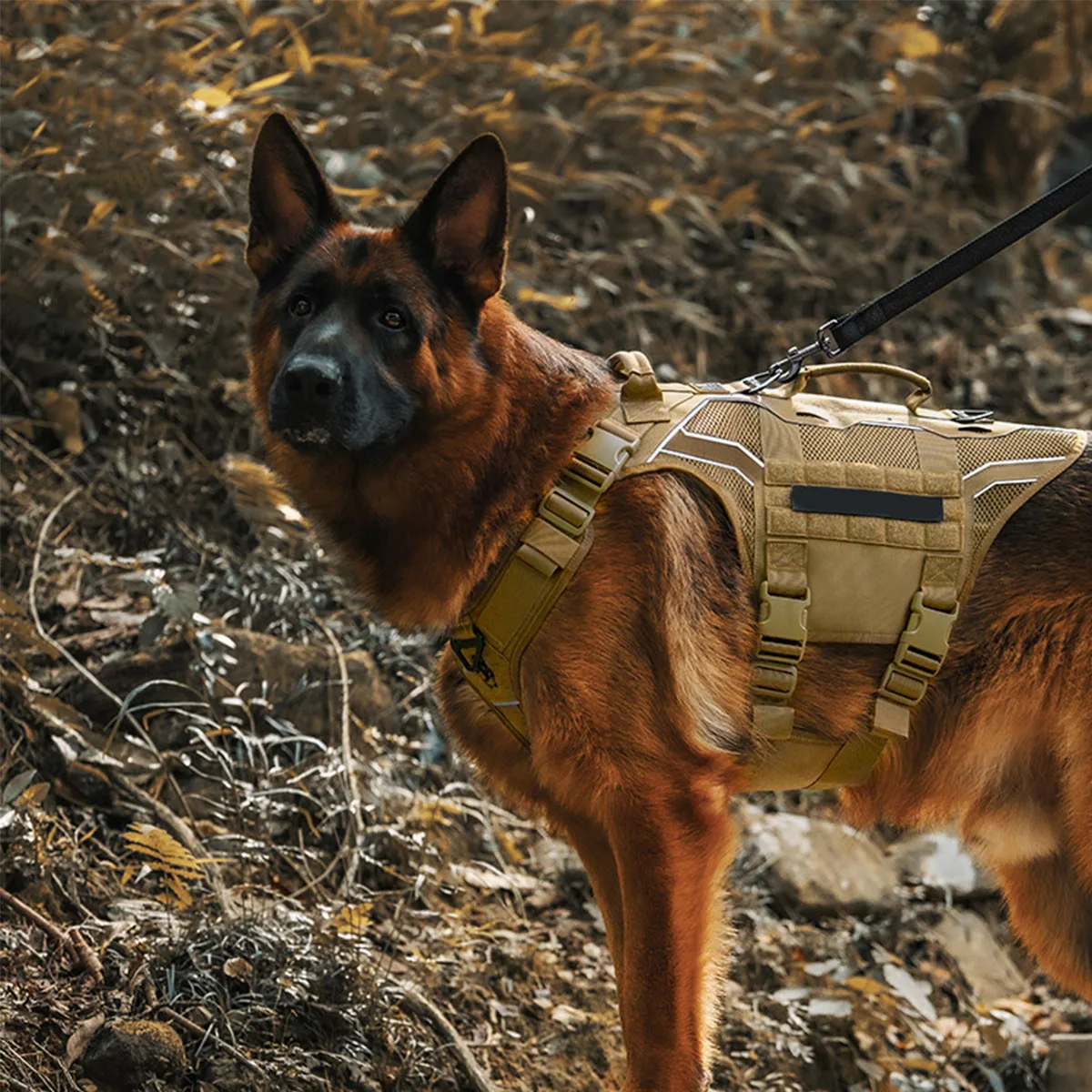 Dog Traction Rope Vest-Style Tactical Chest Harness for Medium Large Dogs Retrievers for Outdoor Hunting Training Movie Props
Dog Traction Rope Vest-Style Tactical Chest Harness for Medium Large Dogs Retrievers for Outdoor Hunting Training Movie Props