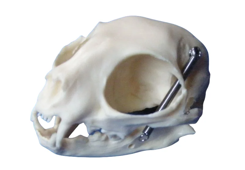 Cat skull skeleton model animal skulls skeleton model veterinary teaching model
Cat skull skeleton model animal skulls skeleton model veterinary teaching model