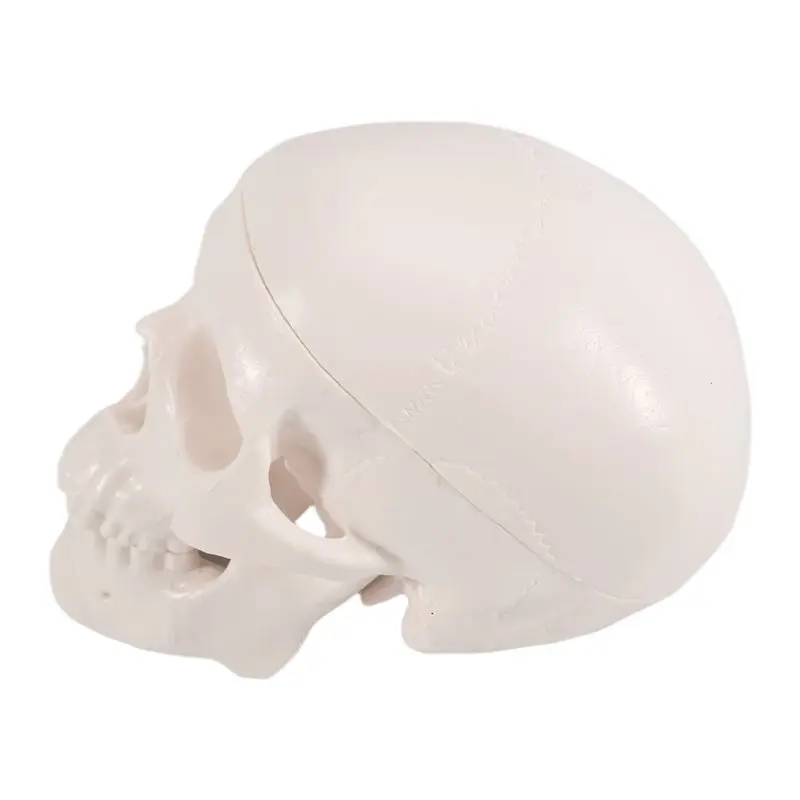 Mini Human Skull Model, 3 Parts Anatomical Skull Model With Removable Skull Cap And Articulated Mandible Durable Highly Recommen
Mini Human Skull Model, 3 Parts Anatomical Skull Model With Removable Skull Cap And Articulated Mandible Durable Highly Recommen