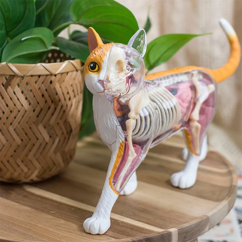 Animal Organ Anatomy Model 4D Orange Cat Intelligence Assembling Toy Teaching Anatomy Model DIY Popular Science Appliances
Animal Organ Anatomy Model 4D Orange Cat Intelligence Assembling Toy Teaching Anatomy Model DIY Popular Science Appliances