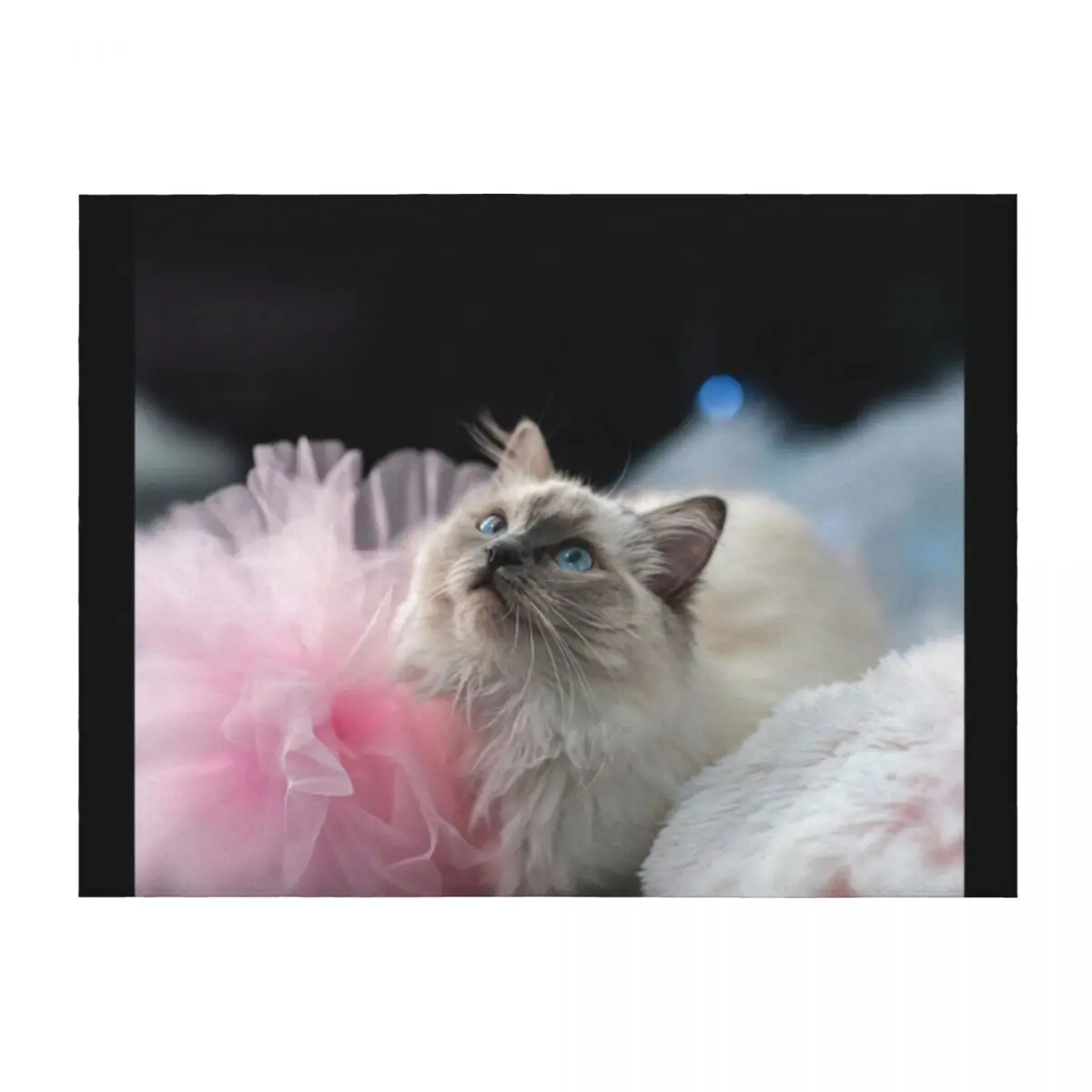 Sweetie the Birman kitten Throw Blanket Winter beds Decoratives Extra Large Throw Quilt Blankets
Sweetie the Birman kitten Throw Blanket Winter beds Decoratives Extra Large Throw Quilt Blankets