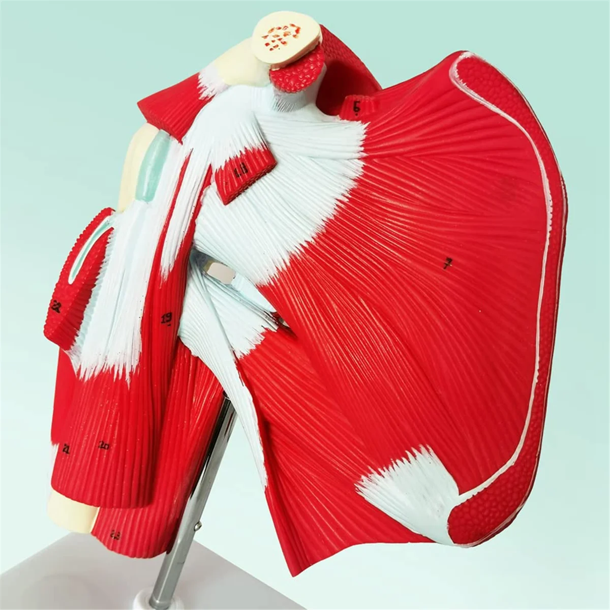 Muscled Shoulder Joint Model - Shows Complete Shoulder Musculature From Rotator Cuff to Subscapularis MusclesHUG
Muscled Shoulder Joint Model - Shows Complete Shoulder Musculature From Rotator Cuff to Subscapularis MusclesHUG