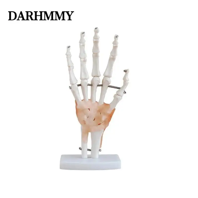 DARHMMY Life-Size Hand Joint Anatomy Model Medical Science Teaching Resources with Ligaments
DARHMMY Life-Size Hand Joint Anatomy Model Medical Science Teaching Resources with Ligaments