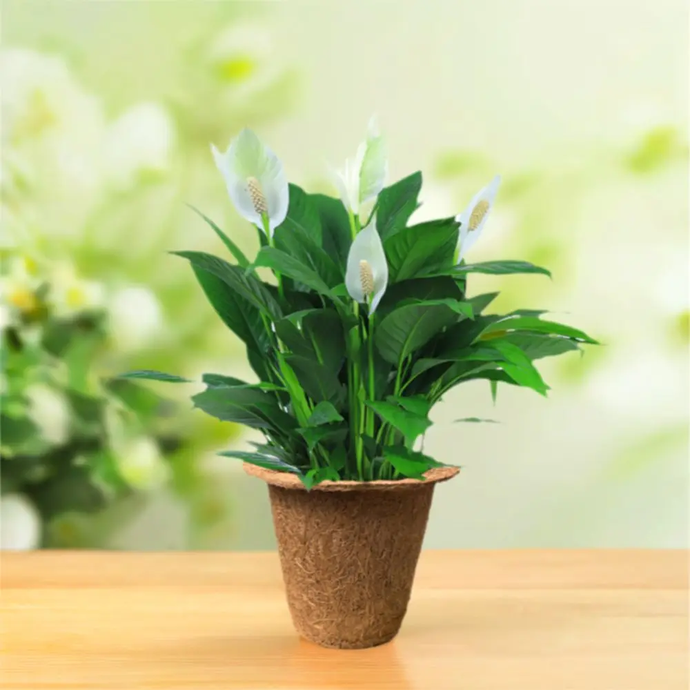 3pcs Creative Natural Plant Seedling Cups Coconut Fiber Breathable Nursery Pots Biodegradable Flower Pot Garden Supplies
3pcs Creative Natural Plant Seedling Cups Coconut Fiber Breathable Nursery Pots Biodegradable Flower Pot Garden Supplies
