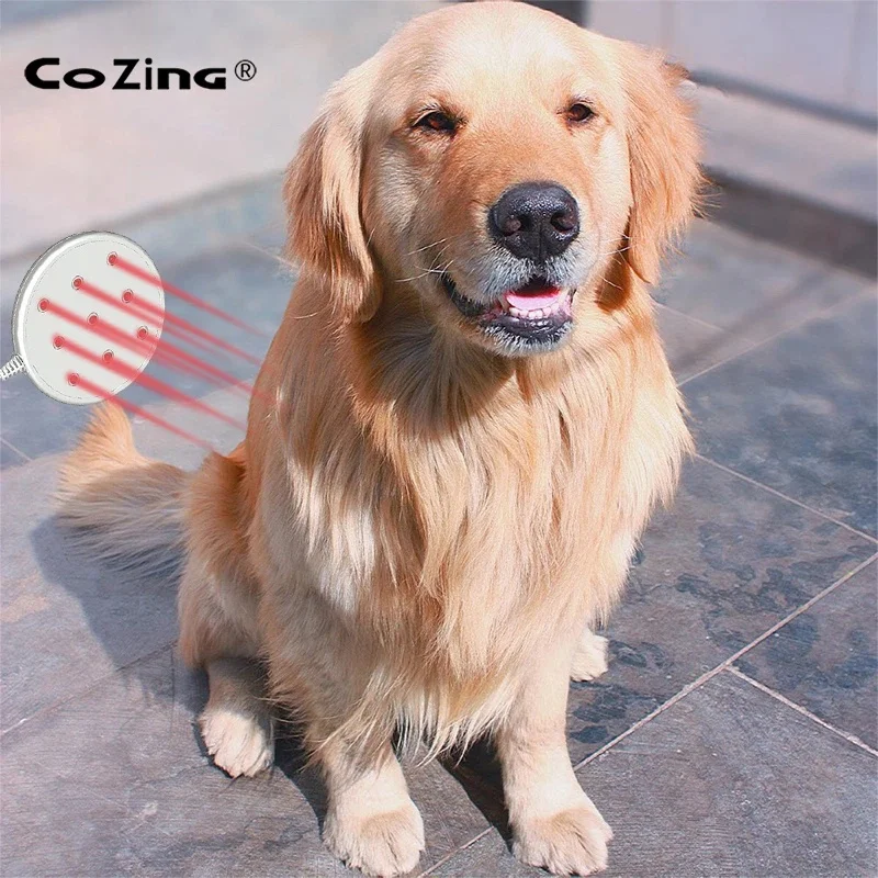 Professional Veterinary Instrument for Dog Animal Would Healing Anti-flammation Pain Relief
Professional Veterinary Instrument for Dog Animal Would Healing Anti-flammation Pain Relief