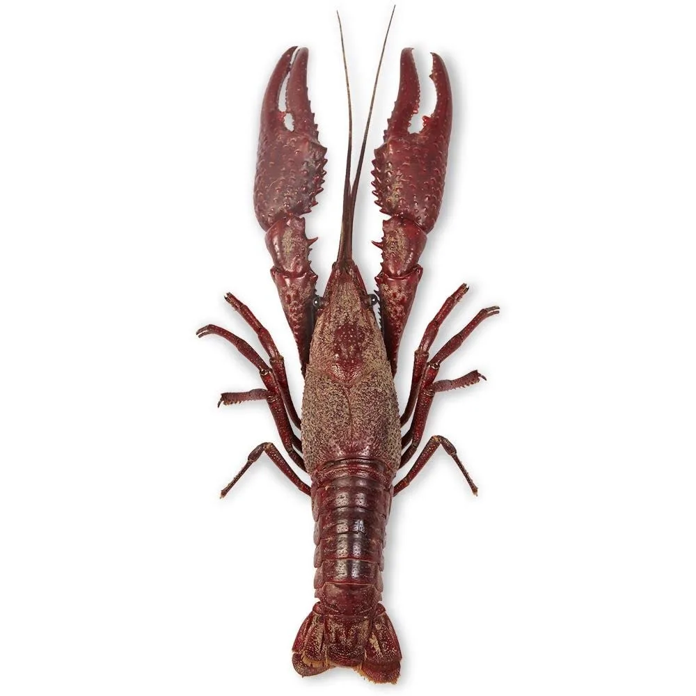 Carolina Perfect Solution Preserved Crayfish hadiah 3Ð4" Plain Injection | В упаковке 10 шт. Верил. | Учебная структура и функция артропода
Carolina Perfect Solution Preserved Crayfish hadiah 3Ð4" Plain Injection | В упаковке 10 шт. Верил. | Учебная структура и функция артропода