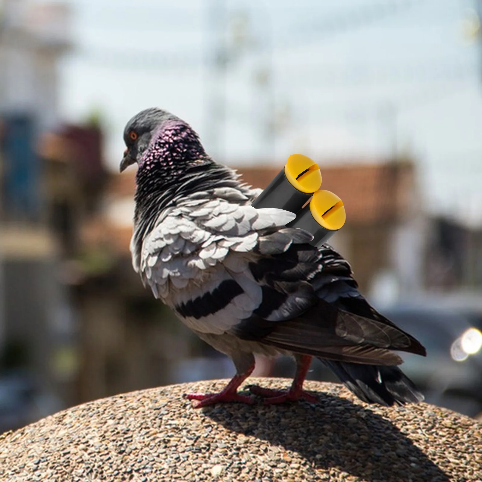 Pigeon Whistle Plastic Tail Flight Wind Sound Clear Bird Cage Accessory for Calling Training Pet Supplies pigeon whistle
Pigeon Whistle Plastic Tail Flight Wind Sound Clear Bird Cage Accessory for Calling Training Pet Supplies pigeon whistle