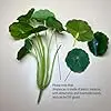 2 шт. искусственные суккуленты растения искусственные суккуленты без горшков Yucca настоящее прикосновение реалистичные агнутые растения поддельные суккуленты теплица маленькая
2 шт. искусственные суккуленты растения искусственные суккуленты без горшков Yucca настоящее прикосновение реалистичные агнутые растения поддельные суккуленты теплица маленькая