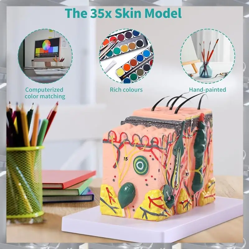 Hot Selling-3D Skin Anatomical Model, 35X Enlarged Skin Layer Structure Anatomy Model With Skin Marking For Teaching Mod
Hot Selling-3D Skin Anatomical Model, 35X Enlarged Skin Layer Structure Anatomy Model With Skin Marking For Teaching Mod