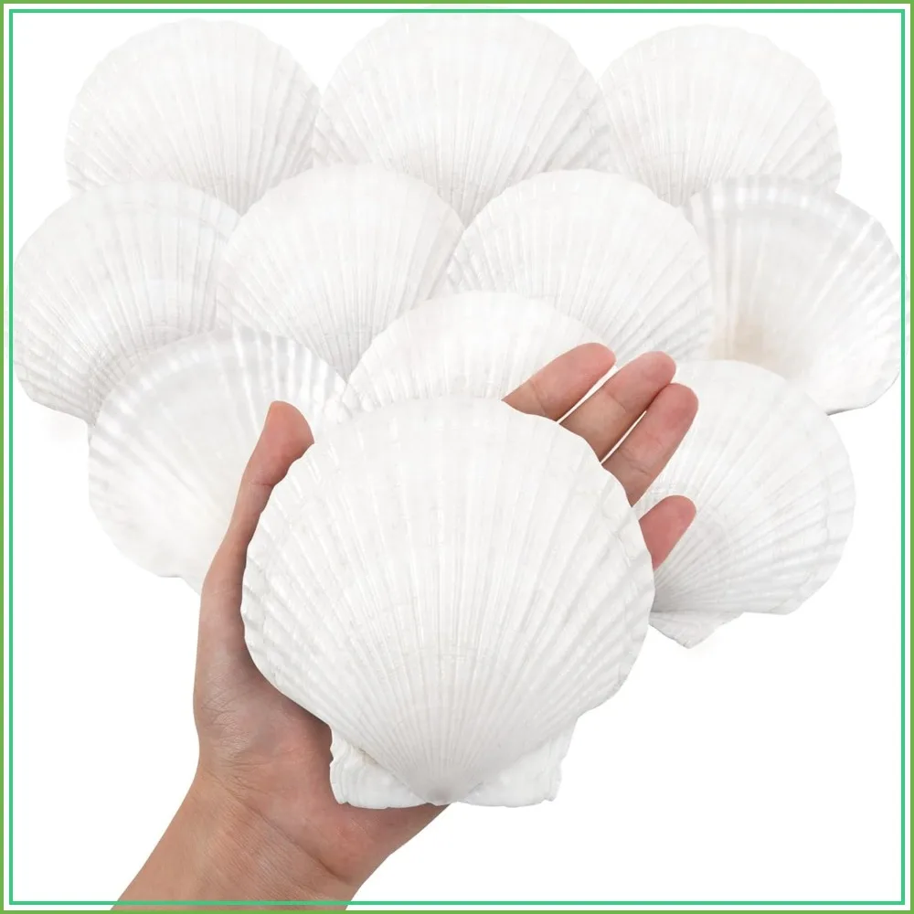 10PCS Large Natural Scallop Shells 4-5 inch for Crafts DIY Painting Baking Beach Wedding Decor Ocean Theme Home Decor
10PCS Large Natural Scallop Shells 4-5 inch for Crafts DIY Painting Baking Beach Wedding Decor Ocean Theme Home Decor