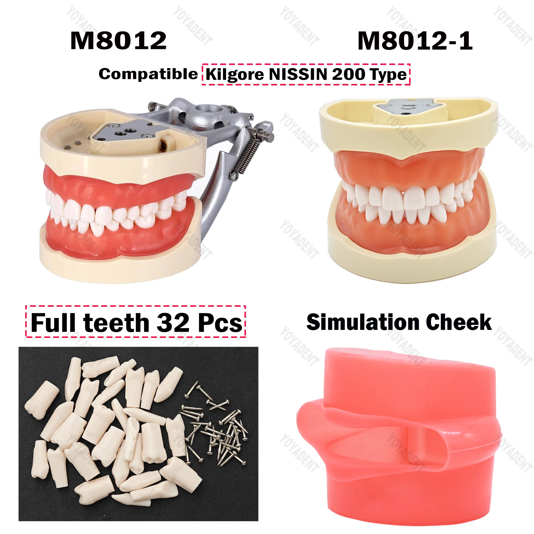 Dental Teeth Resins Model Screw-in Removable Teeth Compatible NISSIN 200 Type Student Training Model Training Demo Material
Dental Teeth Resins Model Screw-in Removable Teeth Compatible NISSIN 200 Type Student Training Model Training Demo Material