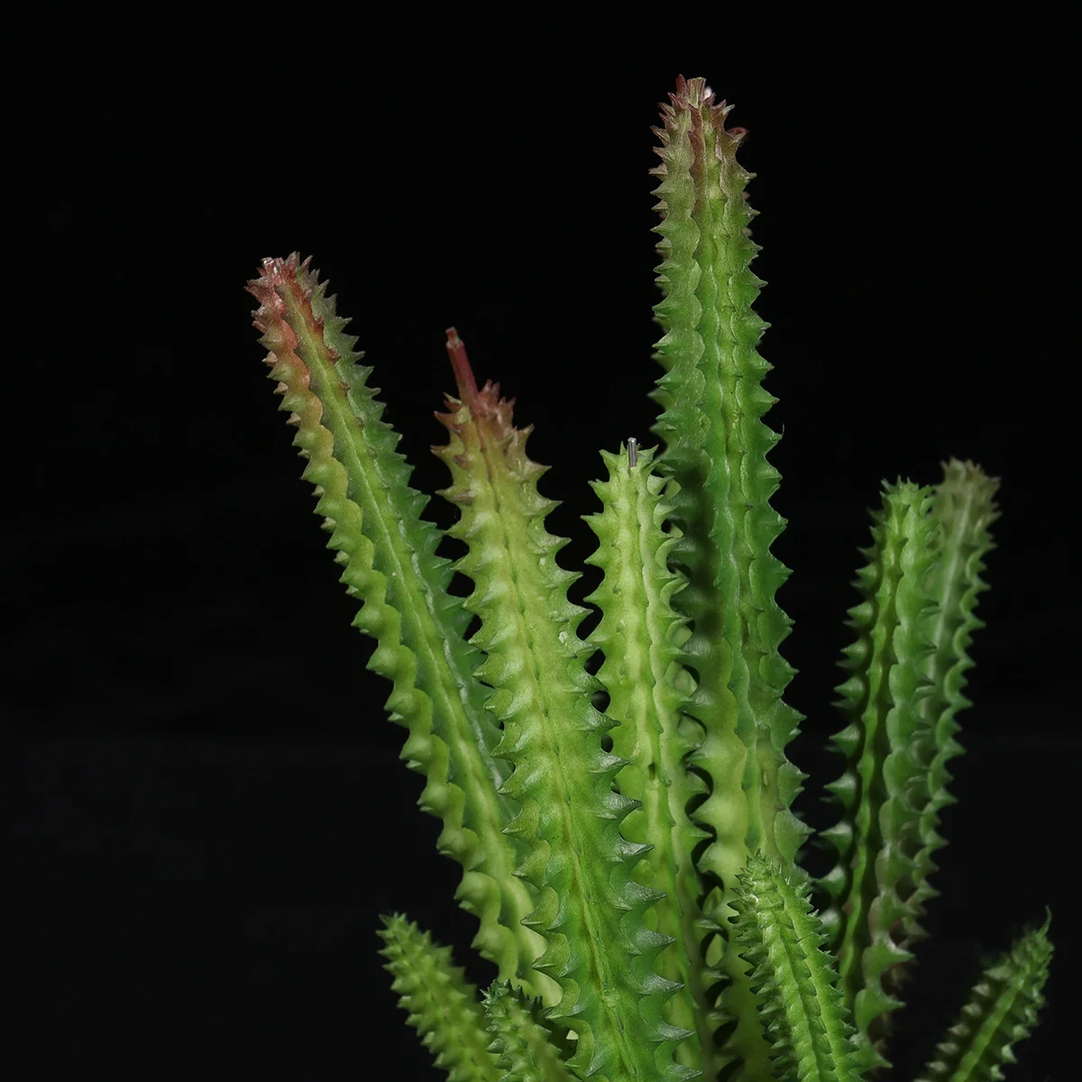 Aquarium Decorative Resin Cactus Plant Lifelike Simulation Fish Tank Ornament Home Decoration No Fading Odorless
Aquarium Decorative Resin Cactus Plant Lifelike Simulation Fish Tank Ornament Home Decoration No Fading Odorless