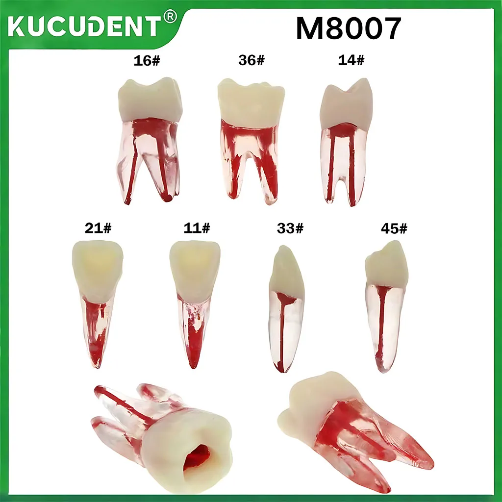 Учебные модели для зубов, исследование зубов корневого канала, тренировочная модель RCT для подготовки к полости, практика наполнения M8007
Учебные модели для зубов, исследование зубов корневого канала, тренировочная модель RCT для подготовки к полости, практика наполнения M8007