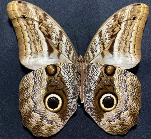 Brahmaea Hearseyi Real Silkworm Insect Specimen Collection DIY European Gift Home Decoration Exhibition Photography Props Decor
Brahmaea Hearseyi Real Silkworm Insect Specimen Collection DIY European Gift Home Decoration Exhibition Photography Props Decor